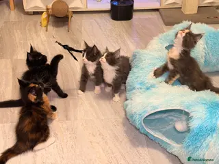 Maine Coon cats Maine coon kittens for sale - Advert 1