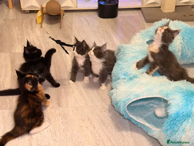 Maine Coon cats Maine coon kittens for sale - Advert 20