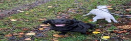Labrador Retriever dogs for sale: Black Labrador pups  - Advert 1