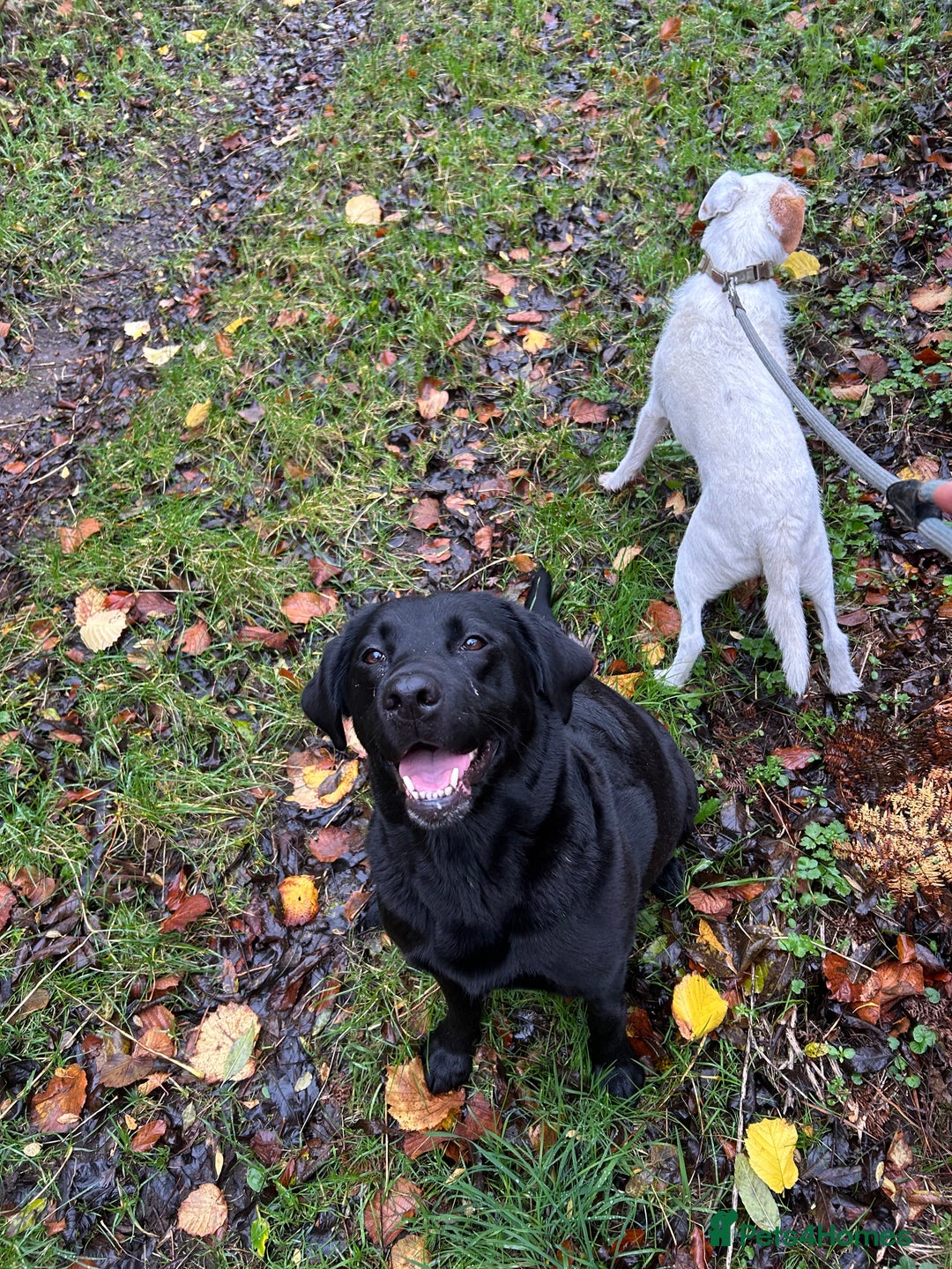 Labrador Retriever dogs for sale: Black Labrador pups  - Advert 1