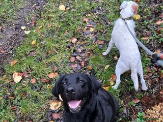 Labrador Retriever dogs Black Labrador pups - Advert 18