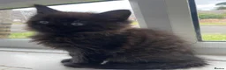 Mixed Breed cats for sale: Adorable kittens  - Advert 4