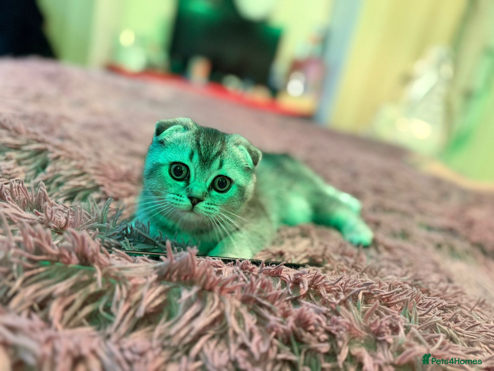 Scottish Fold cats Last 2 kittens british and scottish fold  - Advert 14