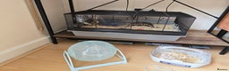 Hamster rodents for sale:  Hamster with Full Setup – Ready to Go! - Advert 8