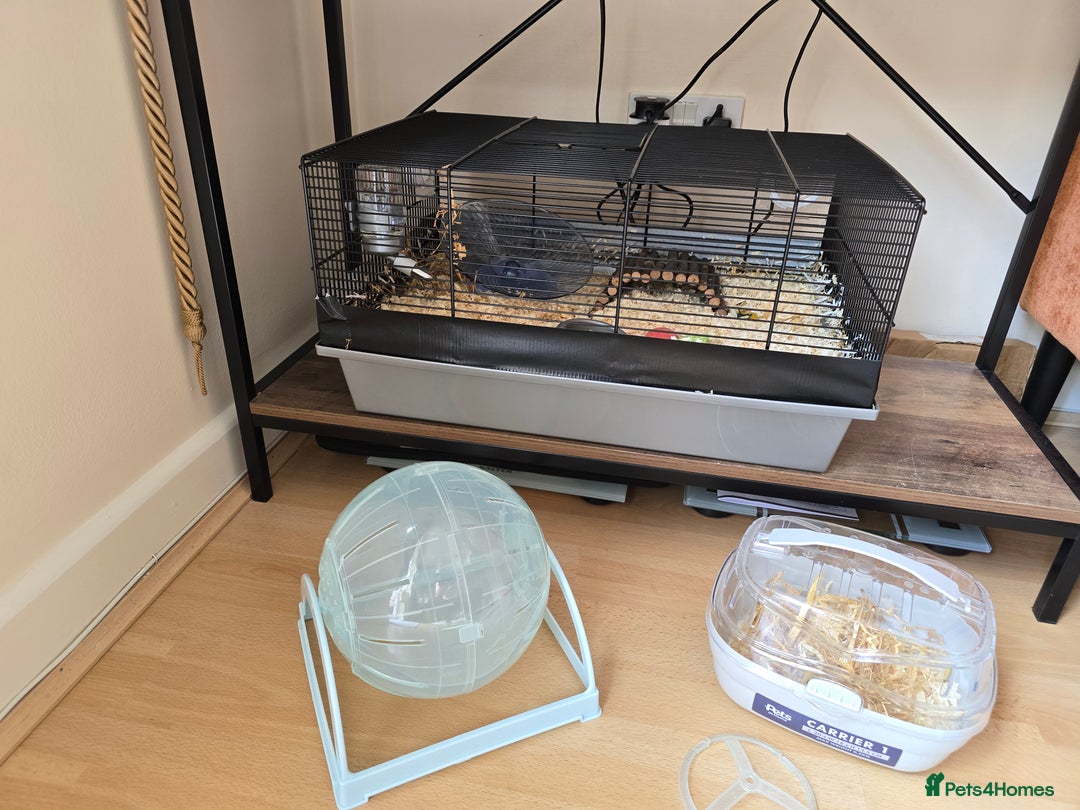 Hamster rodents for sale:  Hamster with Full Setup – Ready to Go! - Image 8