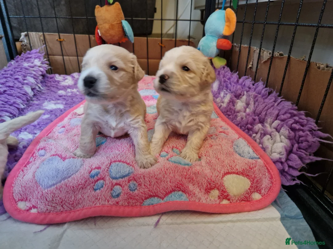 Mixed Breed dogs for sale: UNIQUE STUNNING HEALTH TESTED COCKACHON PUPPIES - Advert 9