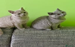 British Shorthair cats for sale: Beautiful British Shorthair kittens - Image 3