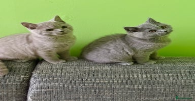 British Shorthair cats - Advert 12