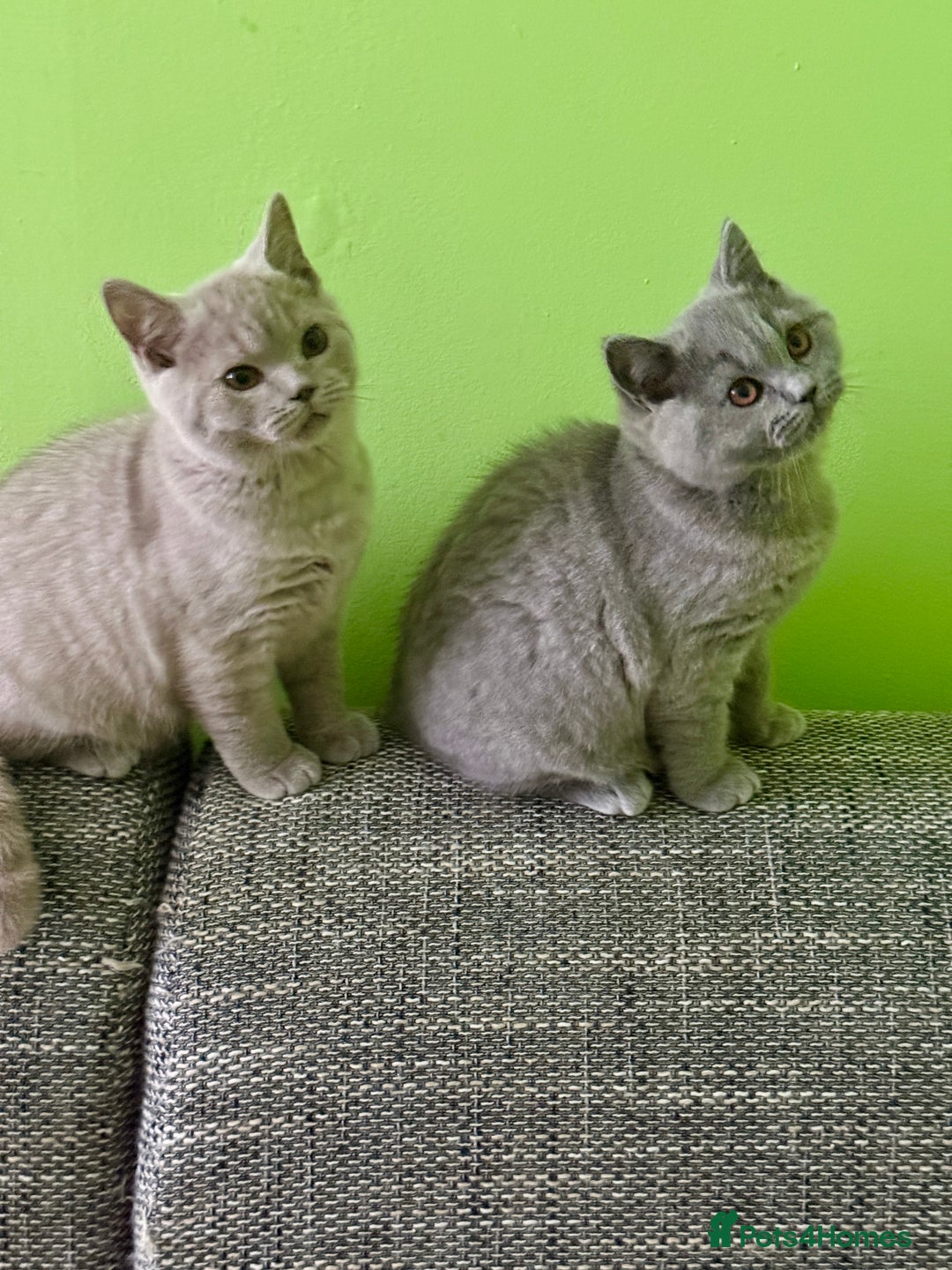 British Shorthair cats for sale: Beautiful British Shorthair kittens - Image 3