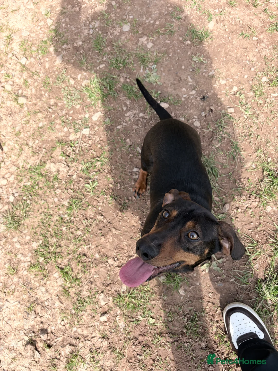 Dachshund dogs for sale: Miniature Dachshund x Dachshund Cross for Sale - Advert 8