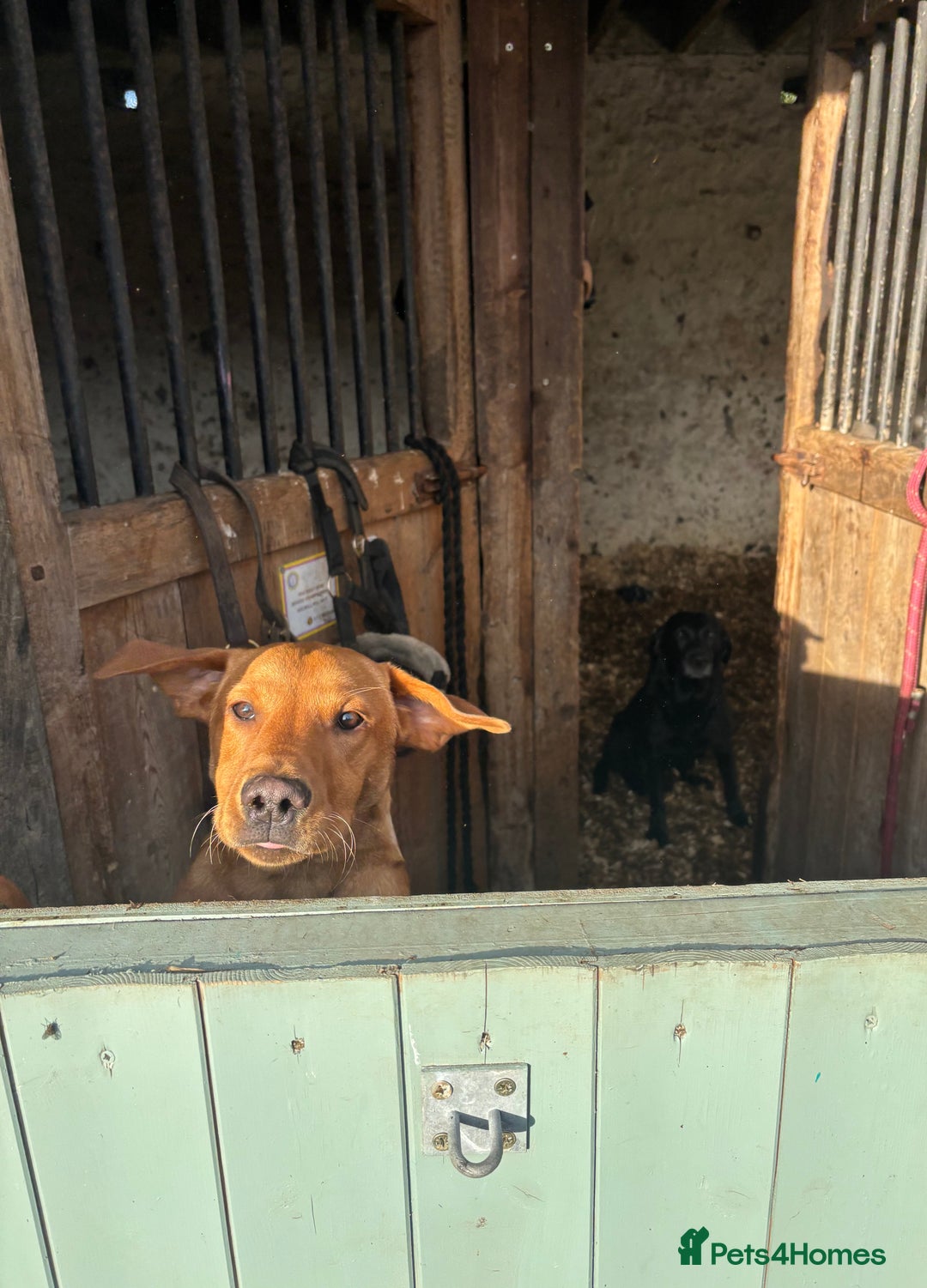 Labrador Retriever dogs for sale: Plump little Red Labrador Puppies! - Image 14