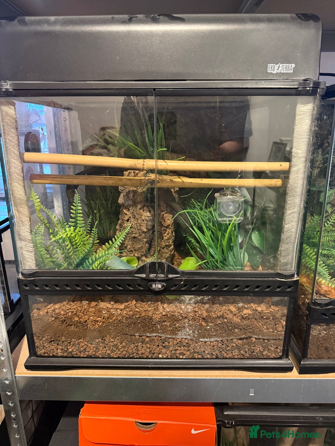 Gecko reptiles for sale: Mourning Geckos and set up - Image 1