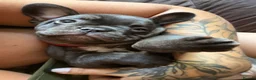 French Bulldog dogs for sale: French bulldog puppies - Advert 3