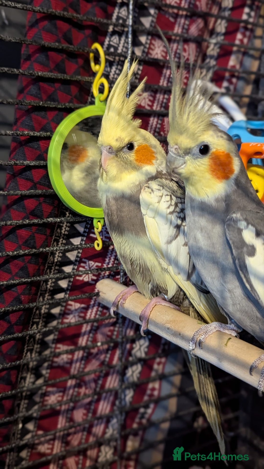 Cockatiels birds for sale: Cockateils  - Image 5