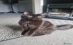 Maine Coon cats for sale: Beautiful GCCF Mainecoon kittens  - Image 18