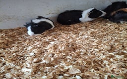 Guinea Pig rodents for sale: Female guinea pigs, various ages - Image 12