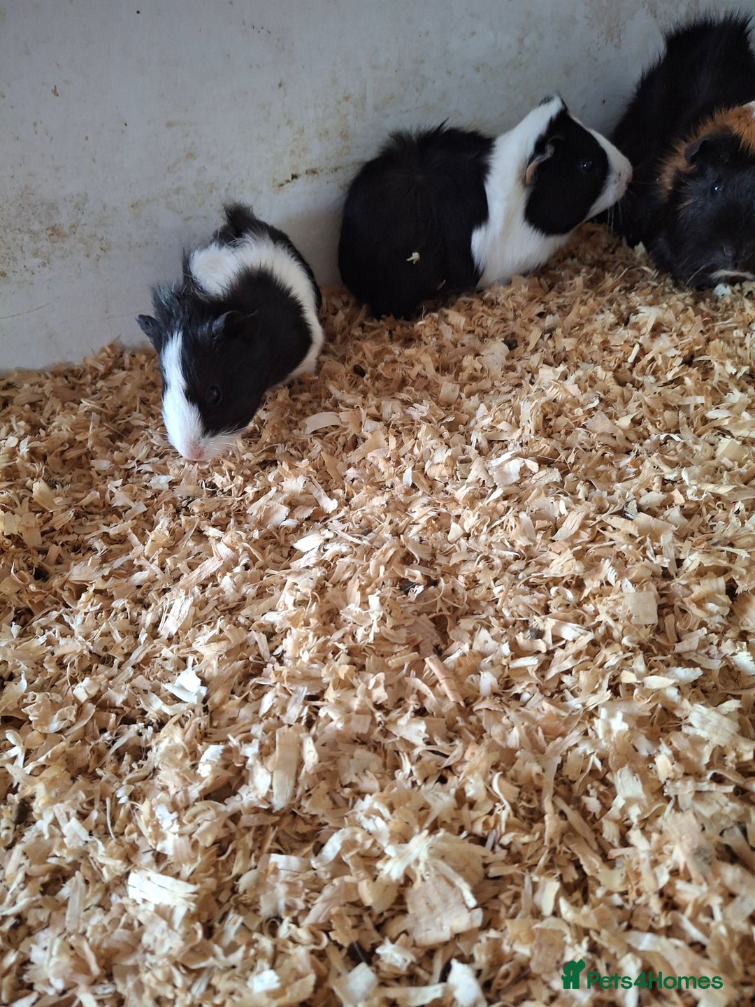 Guinea Pig rodents for sale: Female guinea pigs, various ages - Image 12