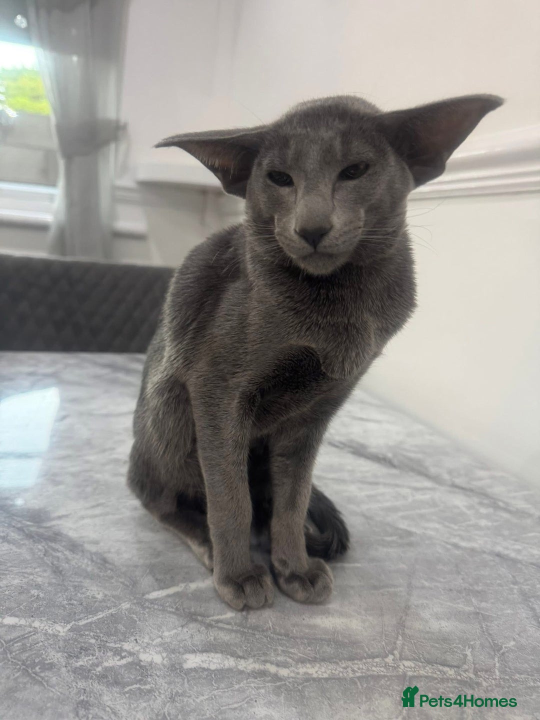 Oriental cats for sale: Stunning active blue girl Gccf registered  - Advert 5