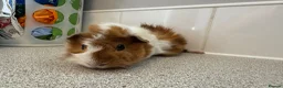 Guinea Pig rodents for sale: Gorgeous piggie ready for new home  - Advert 3