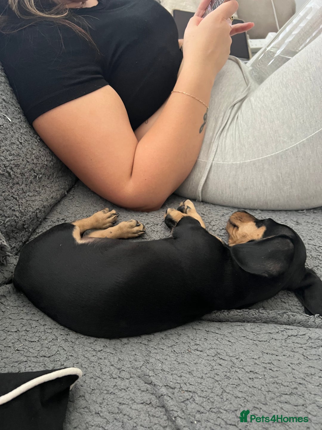 Miniature Dachshund dogs for sale: KC Miniature Dachshund - Image 2