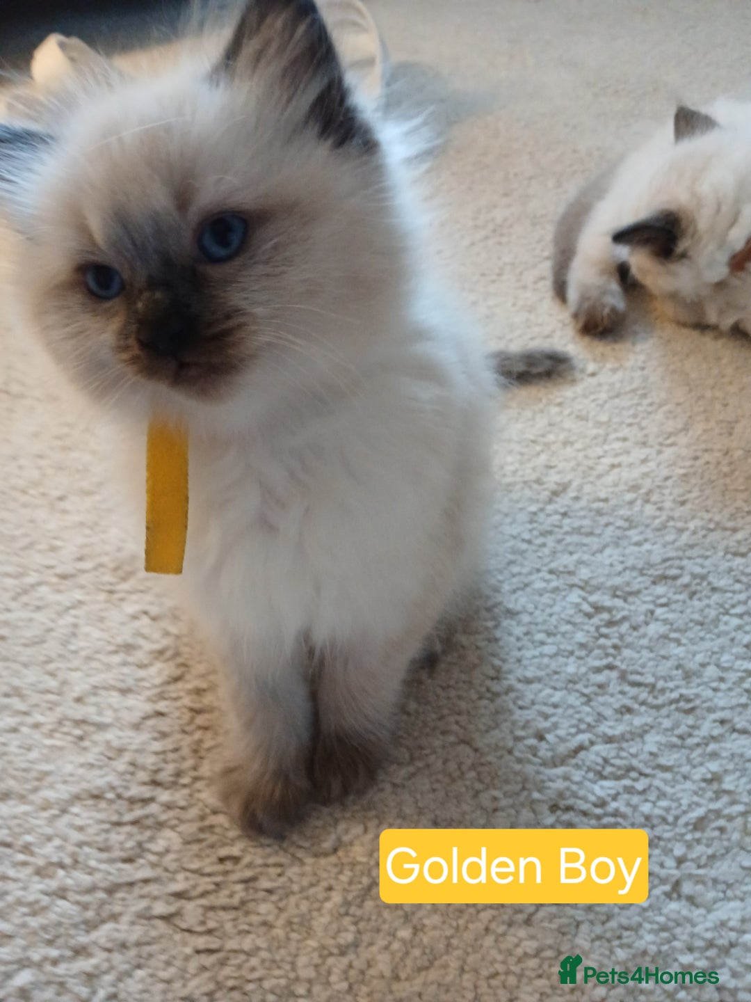 Ragdoll cats for sale: 6 Adorable 1/2 Pedigree Ragdoll Kittens 💗  - Advert 4