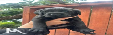 Labrador Retriever 3