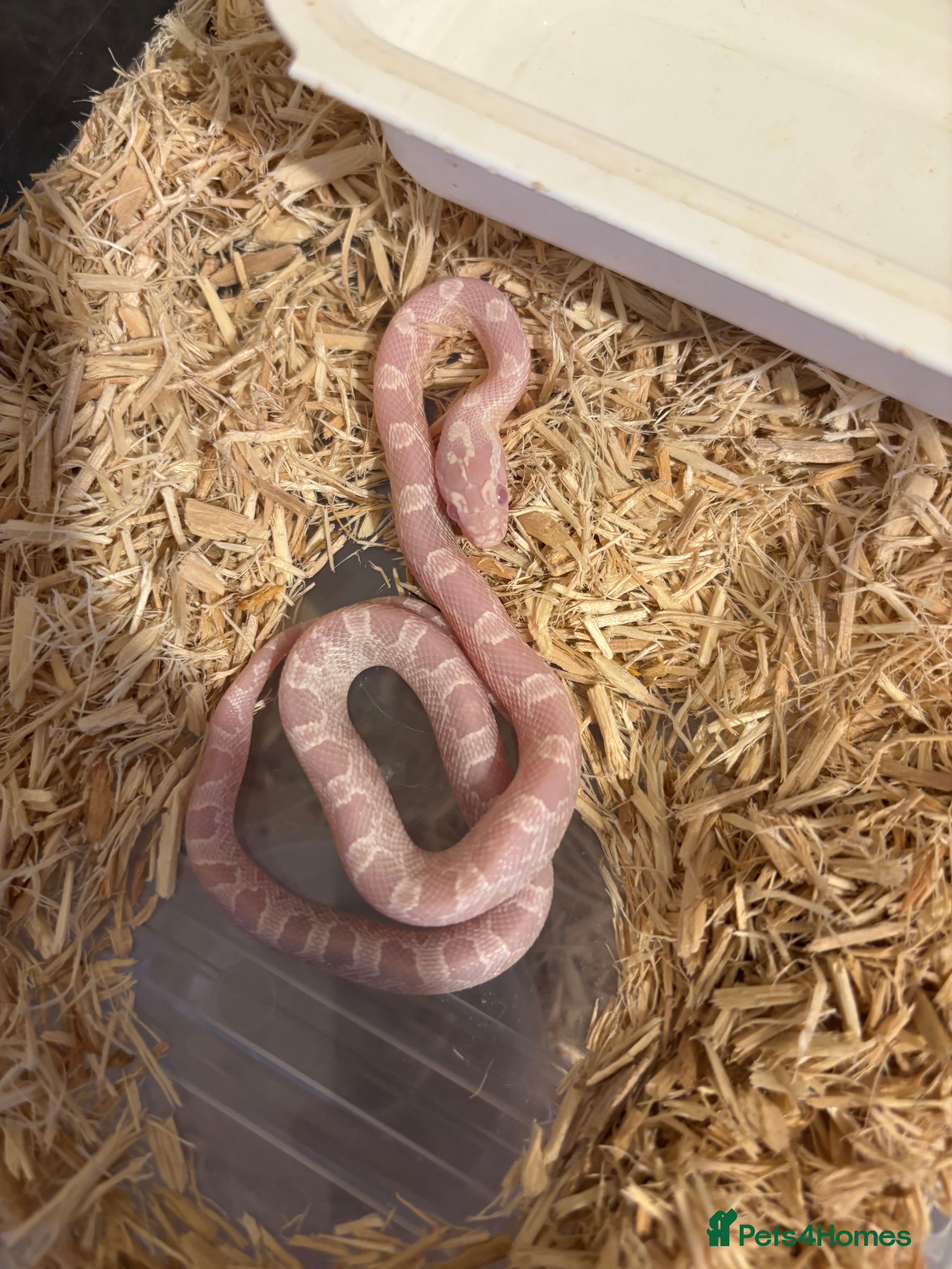 Corn Snake reptiles Baby corn snakes, snows, anery and amel - Advert 1