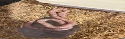 Corn Snake reptiles for sale: Baby corn snakes, snows, anery and amel - Advert 1