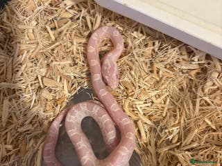 Corn Snake reptiles Baby corn snakes, snows, anery and amel - Advert 19