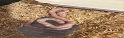 Corn Snake reptiles for sale: Baby corn snakes, snows and anery. - Advert 2