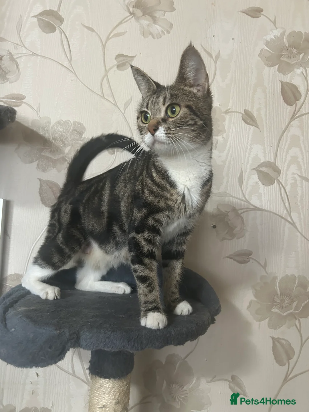 Domestic Shorthair cats for sale: kittens  - Advert 1