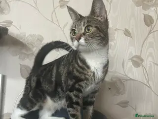 Domestic Shorthair cats kittens - Advert 1