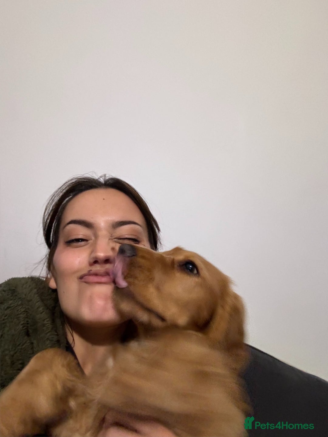 Cocker Spaniel dogs for sale: (Almost) 2 Year Old Cocker Spaniel Boy 🩵 - Advert 23