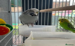 Budgerigars birds for sale: 2 female budgies+big cage and accessories  - Image 4