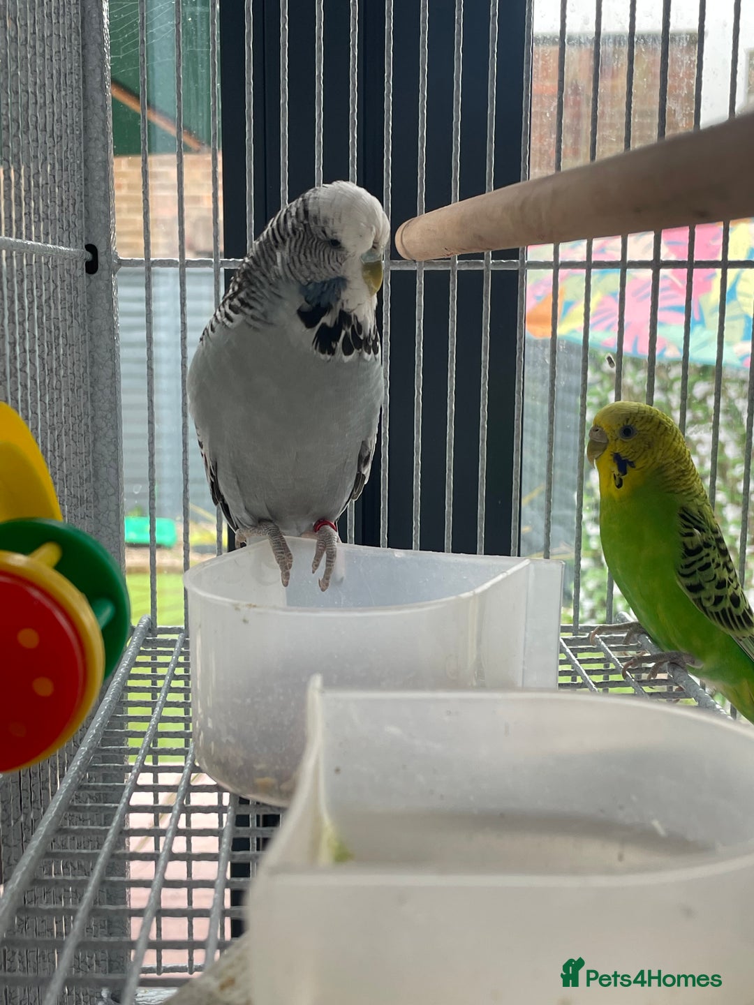 Budgerigars birds for sale: 2 female budgies+big cage and accessories  - Image 4