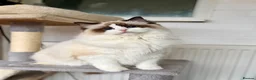 Ragdoll cats for sale: TICA registered cherubim and ragdoll kittens - Advert 8