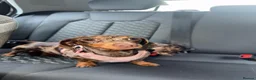 Miniature Dachshund dogs for sale: A pair 1 year old miniature dachshund with papers  - Advert 4