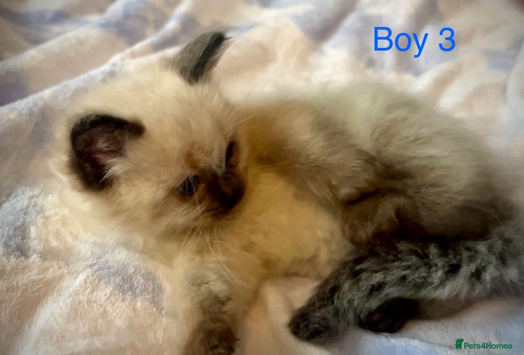 Ragdoll cats for sale: Pure Ragdoll Kittens - Image 12
