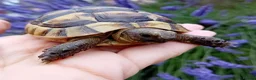Tortoise reptiles for sale: Baby Hermans and spur thighed tortoises in Norwich - Advert 1
