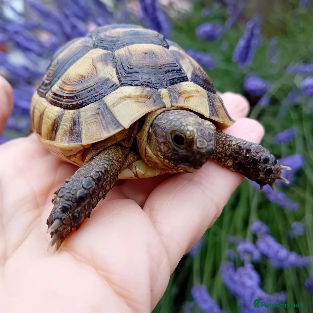 Tortoise reptiles for sale: Baby Hermans and spur thighed tortoises in Norwich - Advert 1