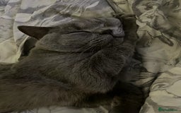 British Shorthair cats for sale: Adorable British Shorthair Kitten (Forever Home) - Image 4