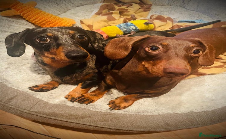 Miniature Dachshund dogs - Advert 1
