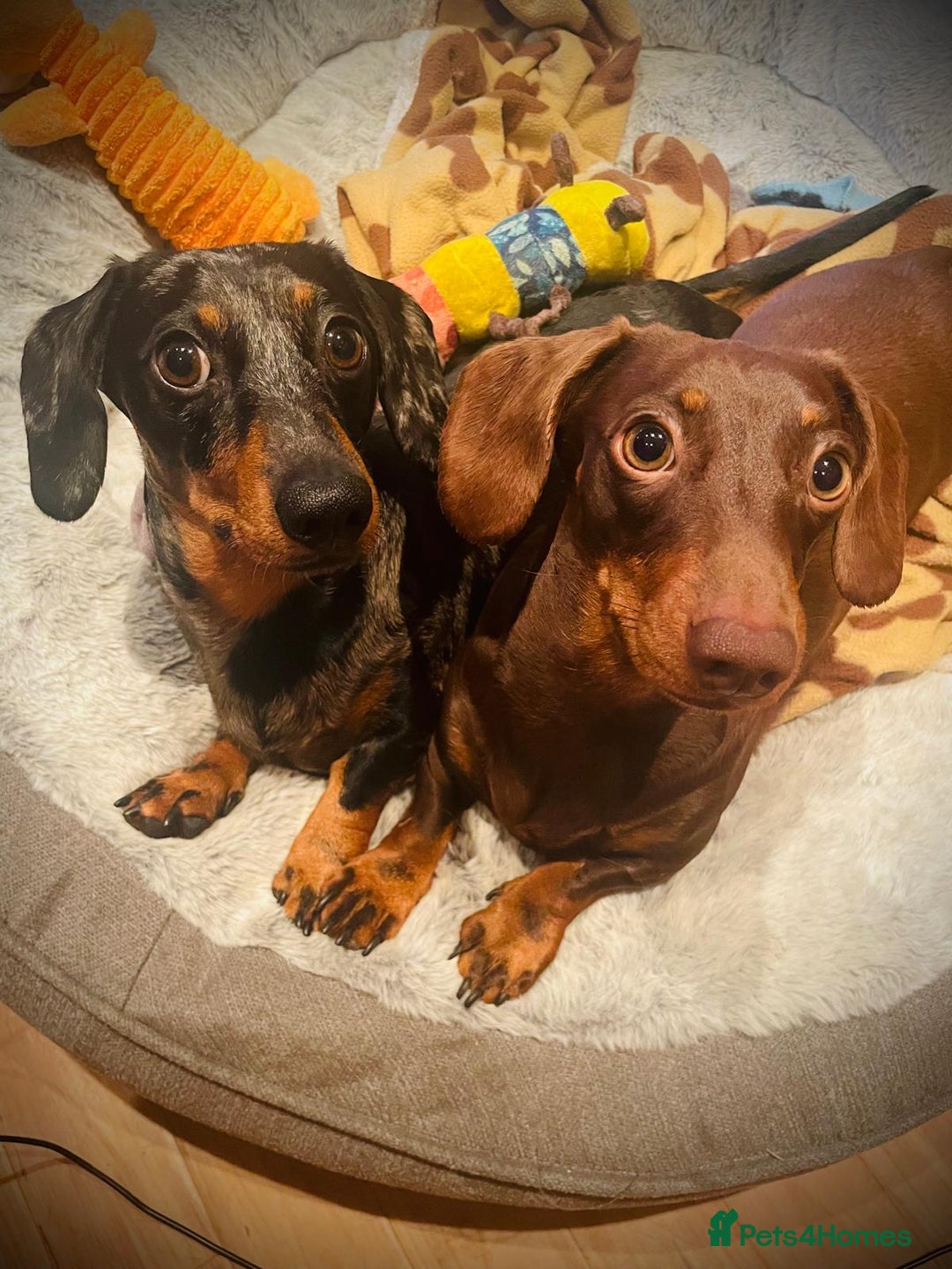 Miniature Dachshund dogs for sale: MUST GO AS A PAIR - Image 1