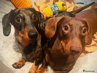 Miniature Dachshund dogs - Advert 13