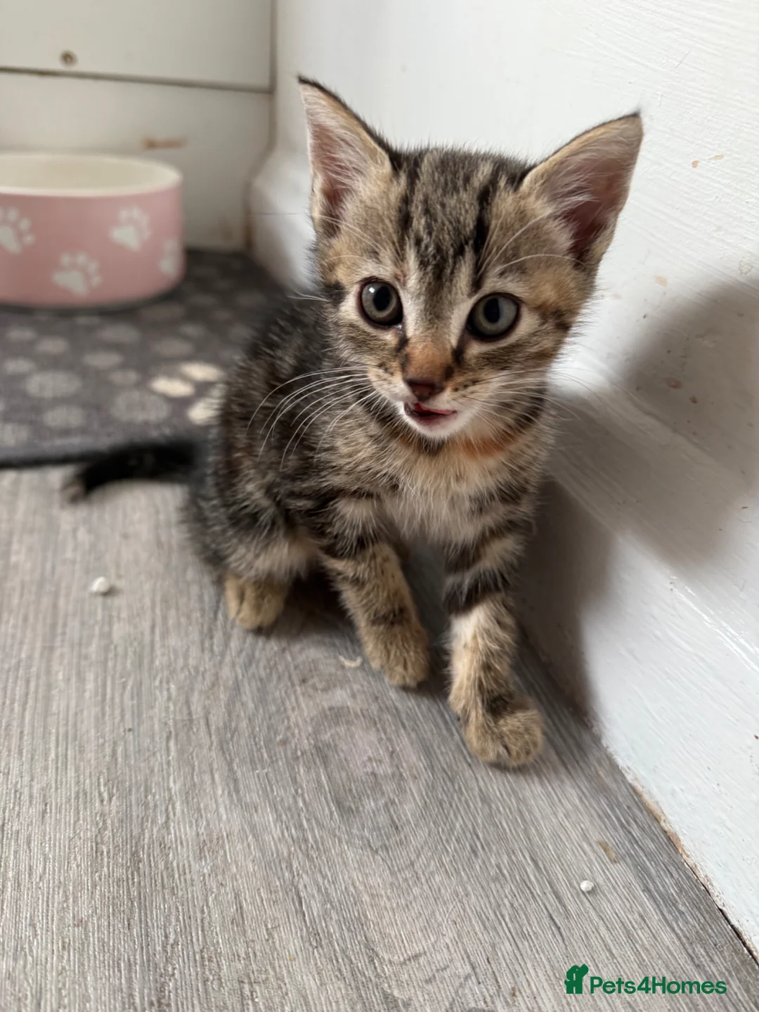 Mixed Breed cats for sale: Baby kittens - Advert 2