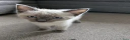 Ragdoll cats for sale: Two shorthaired Ragdolls - Ready now  - Advert 4