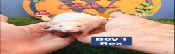 Hamster rodents for sale: Baby Dwarf Rats Males Boys Friendly  - Advert 4