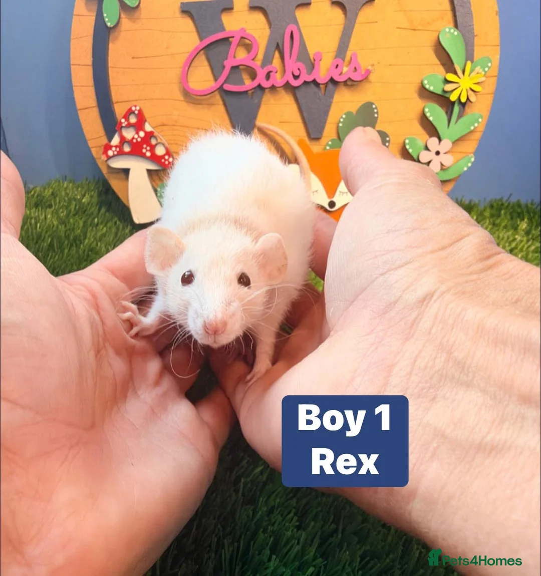 Hamster rodents for sale: Baby Dwarf Rats Males Boys Friendly  - Advert 4