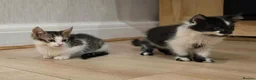 Mixed Breed cats for sale: ​🐾 6 Beautiful Kittens ready to go 💙🩷 - Advert 12