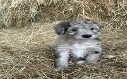 Bordoodle dogs for sale: Beautiful Bordoodle puppies - Image 7